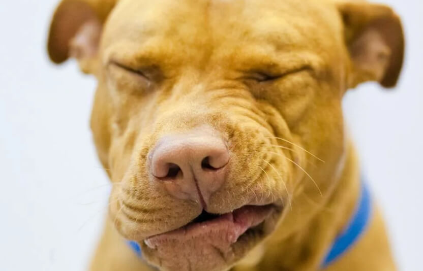 собака чихает